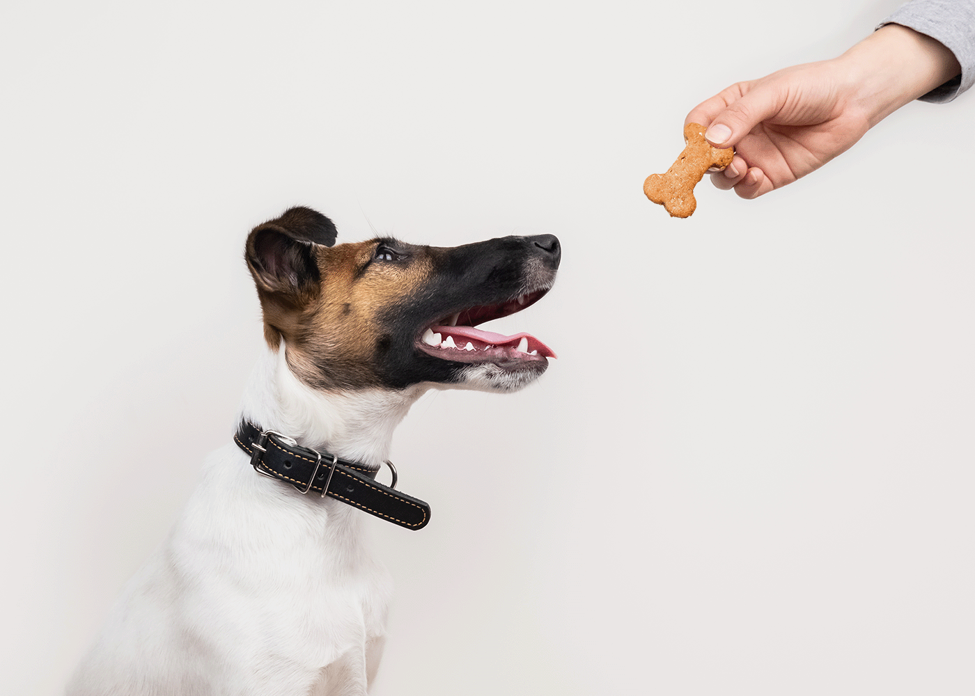 Goat Milk Dog Treats