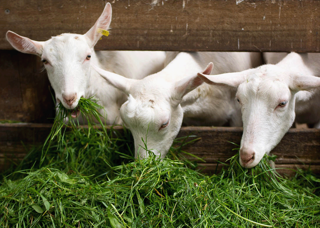 How does our goat milk go from milk to powder?