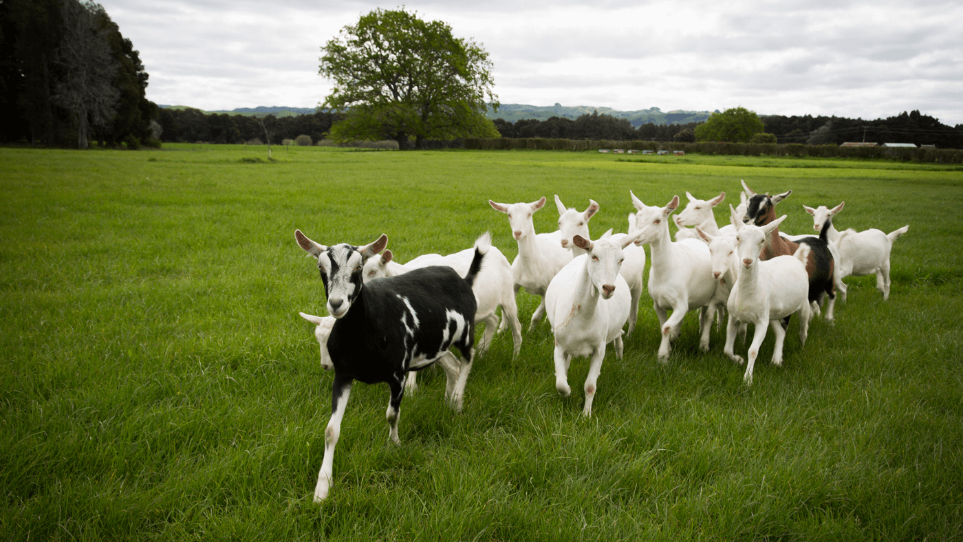 Nutritional Facts About Goat Milk