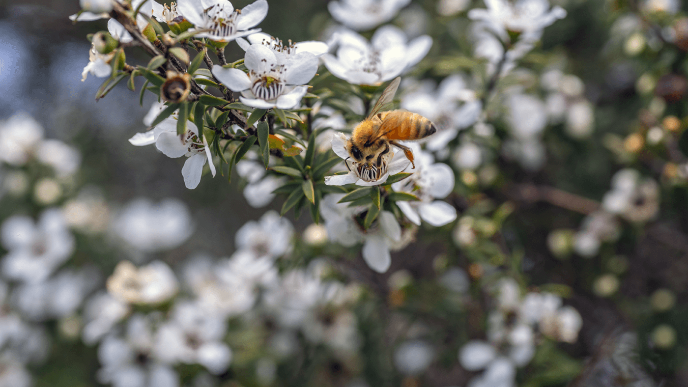 What is New Zealand Manuka Honey?