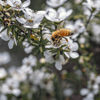What is New Zealand Manuka Honey?