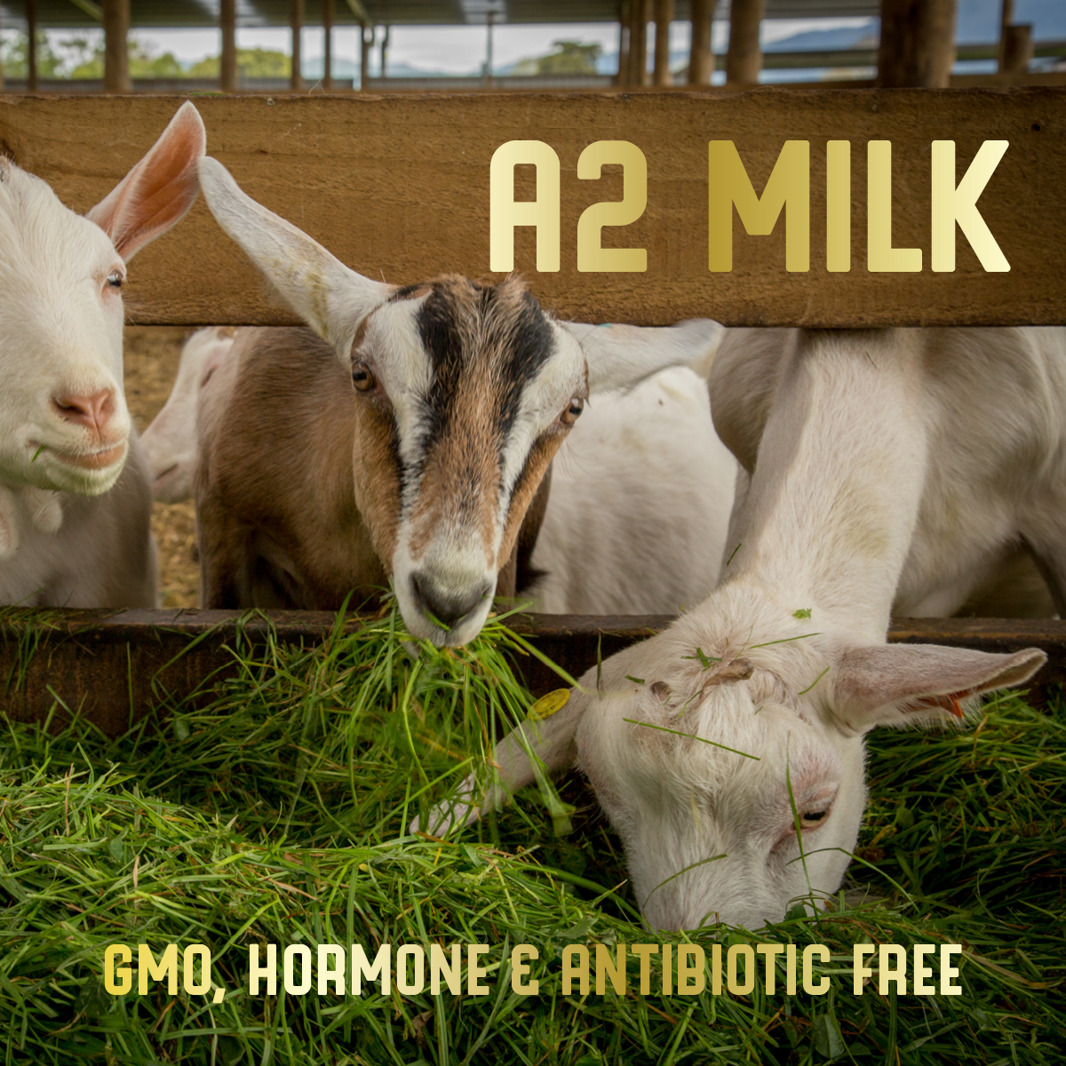 Z Natural Foods Full Cream Goat Milk Powder - 100% Pure Easy to Digest Additive Free Gluten Free Non-GMO - 1 lb