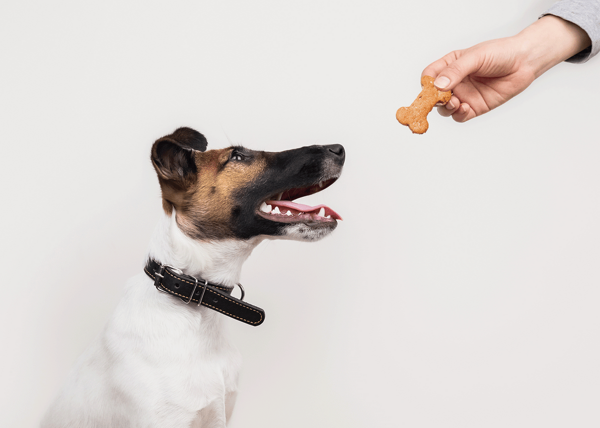 Goat Milk Dog Treats Good Goat Milk Company