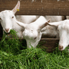 How does our goat milk go from milk to powder?
