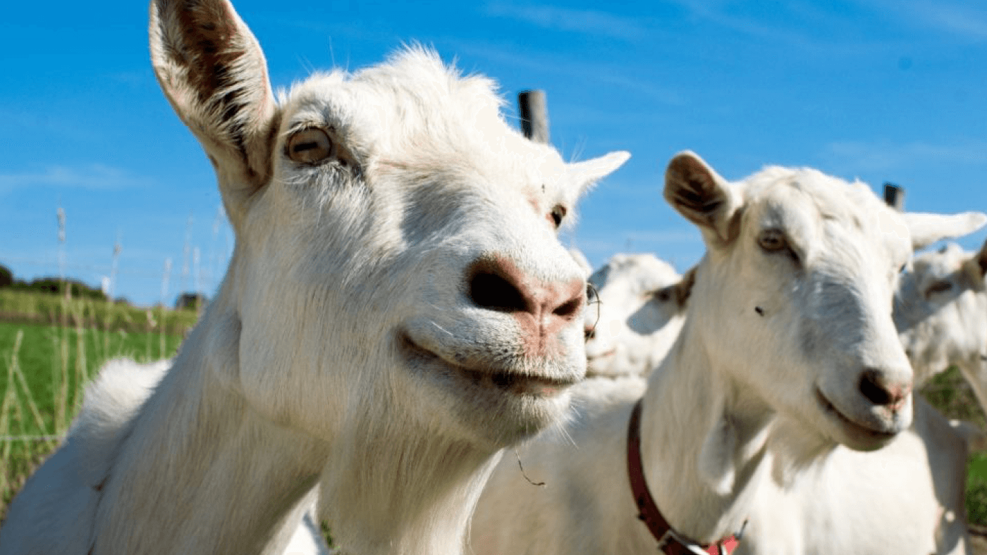 Why Goat Milk is a Better Choice than Plant-Based “Milks”