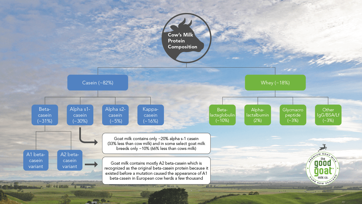 How Drinking Goat Milk Helps You Reduce the Alpha S1-Casein Protein Reaction