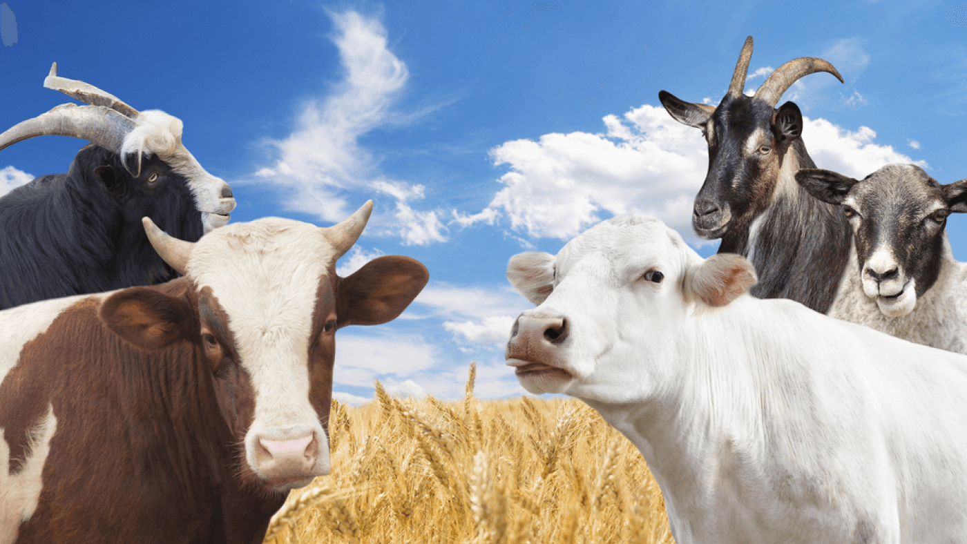 Goat Milk, Cow Milk, Sheep Milk: What Are the Differences?