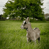 A baby goat standing in tall green grass in front of a large green tree. 