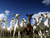 Looking up from the grass at a ground of goats with a blue sky with scattered white fluffy clouds in the background.. 